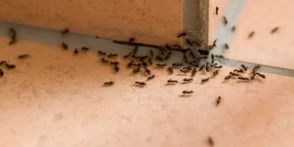 Ants Treatment